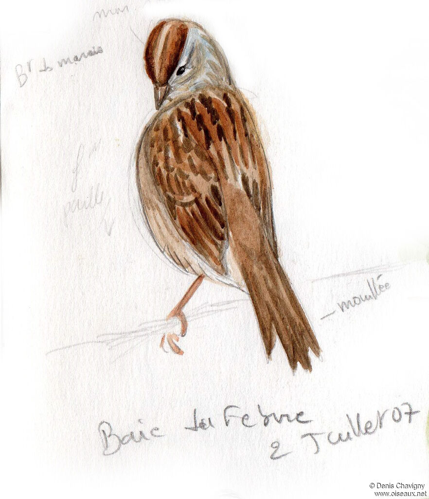 Swamp Sparrow, care