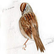 Swamp Sparrow