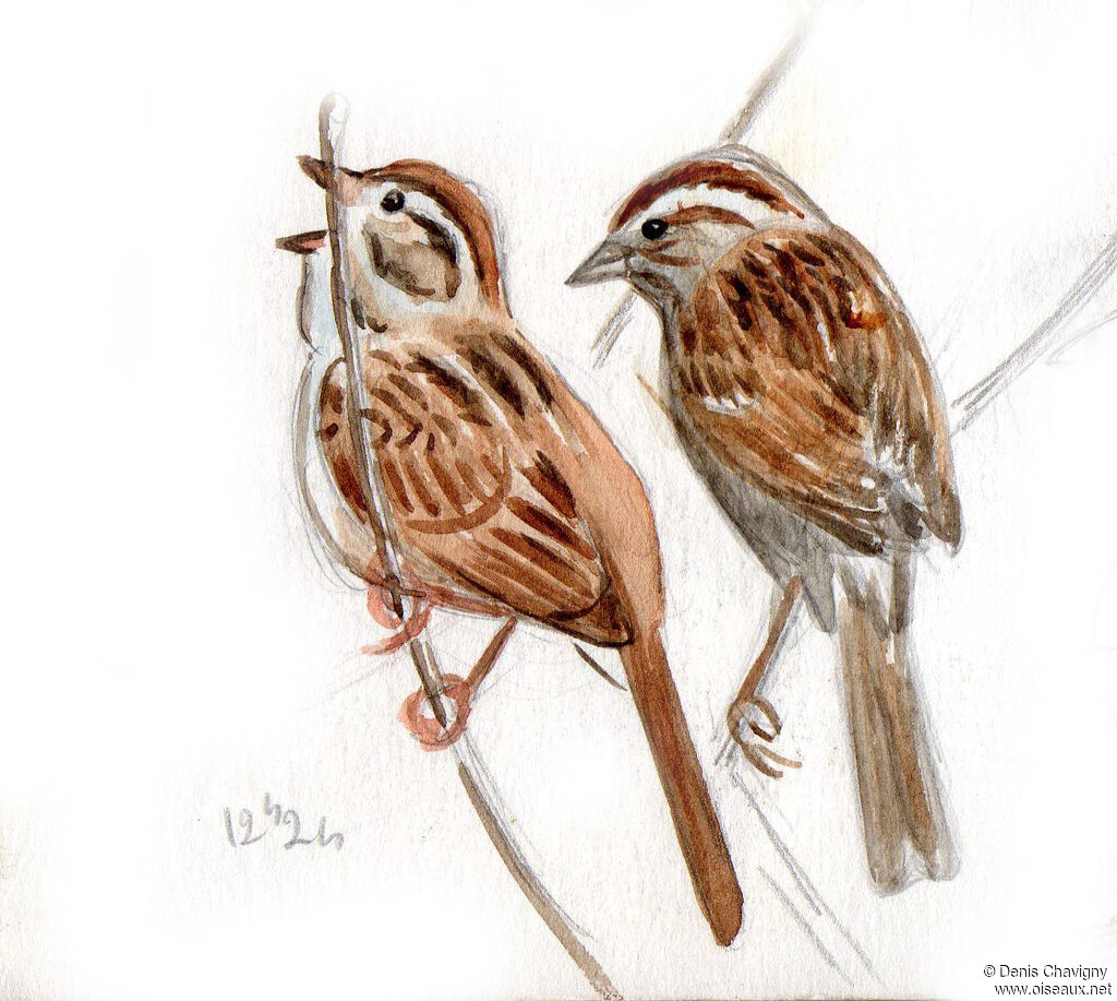 Swamp Sparrow male adult, identification, song