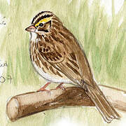 Savannah Sparrow