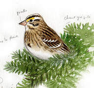 Savannah Sparrow