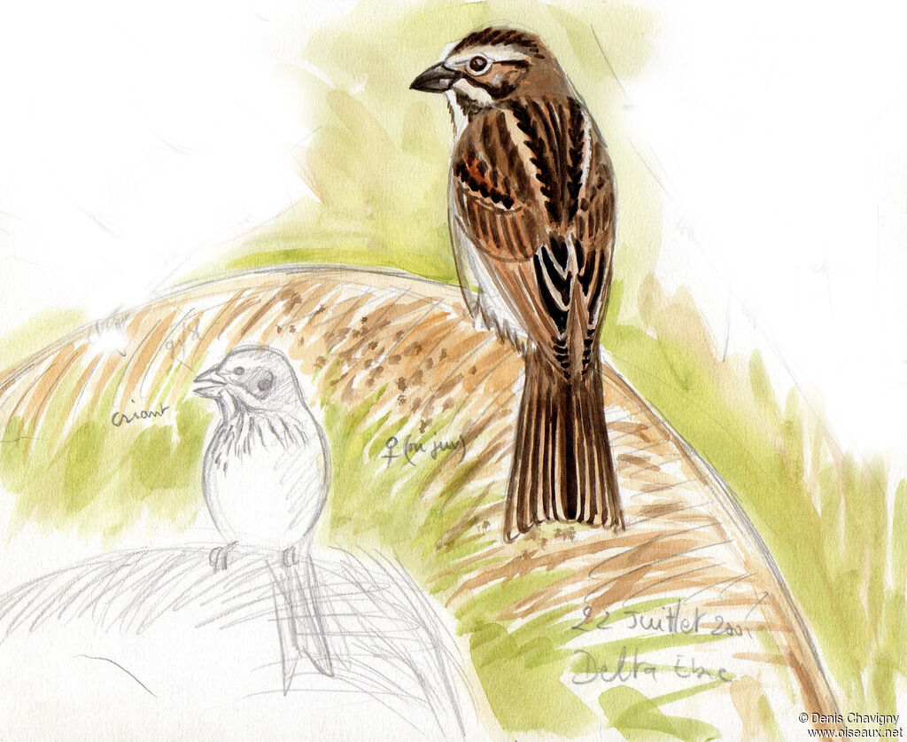 Common Reed Bunting, habitat