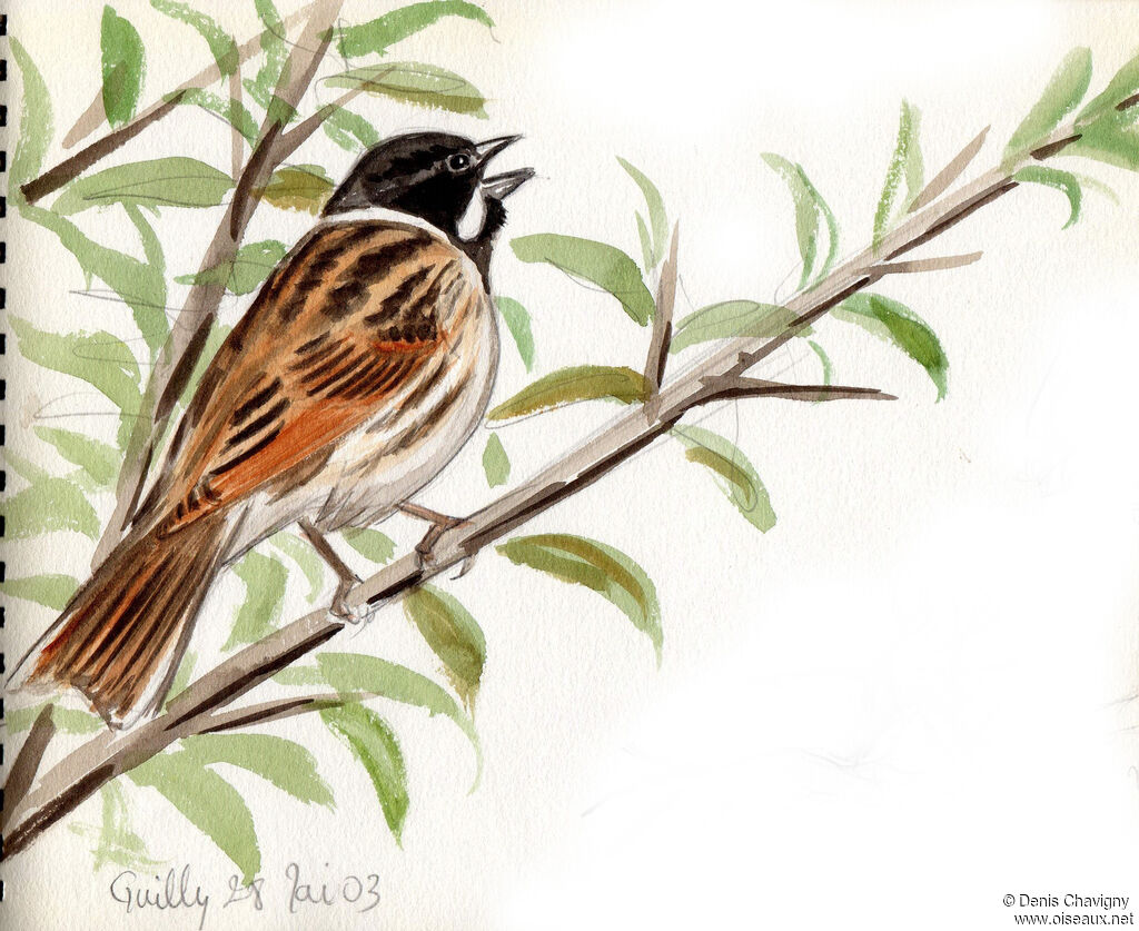 Common Reed Bunting male adult breeding, identification, song