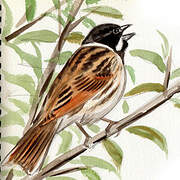 Common Reed Bunting