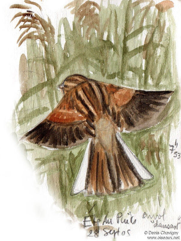 Common Reed Bunting, Flight