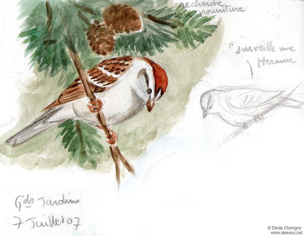 Chipping Sparrowadult, identification