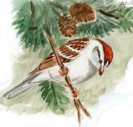 Chipping Sparrow