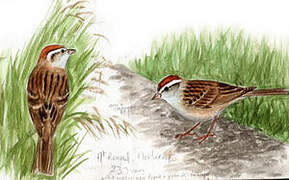 Chipping Sparrow