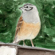 Rock Bunting