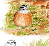 Rock Bunting