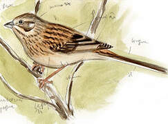 Rock Bunting