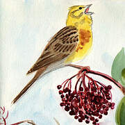 Yellowhammer