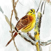 Yellowhammer