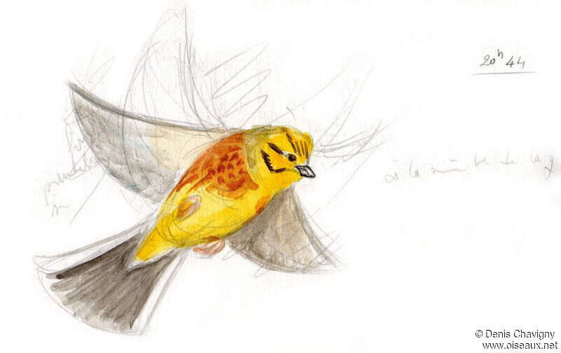 Yellowhammer male adult breeding, Flight