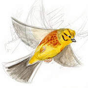 Yellowhammer