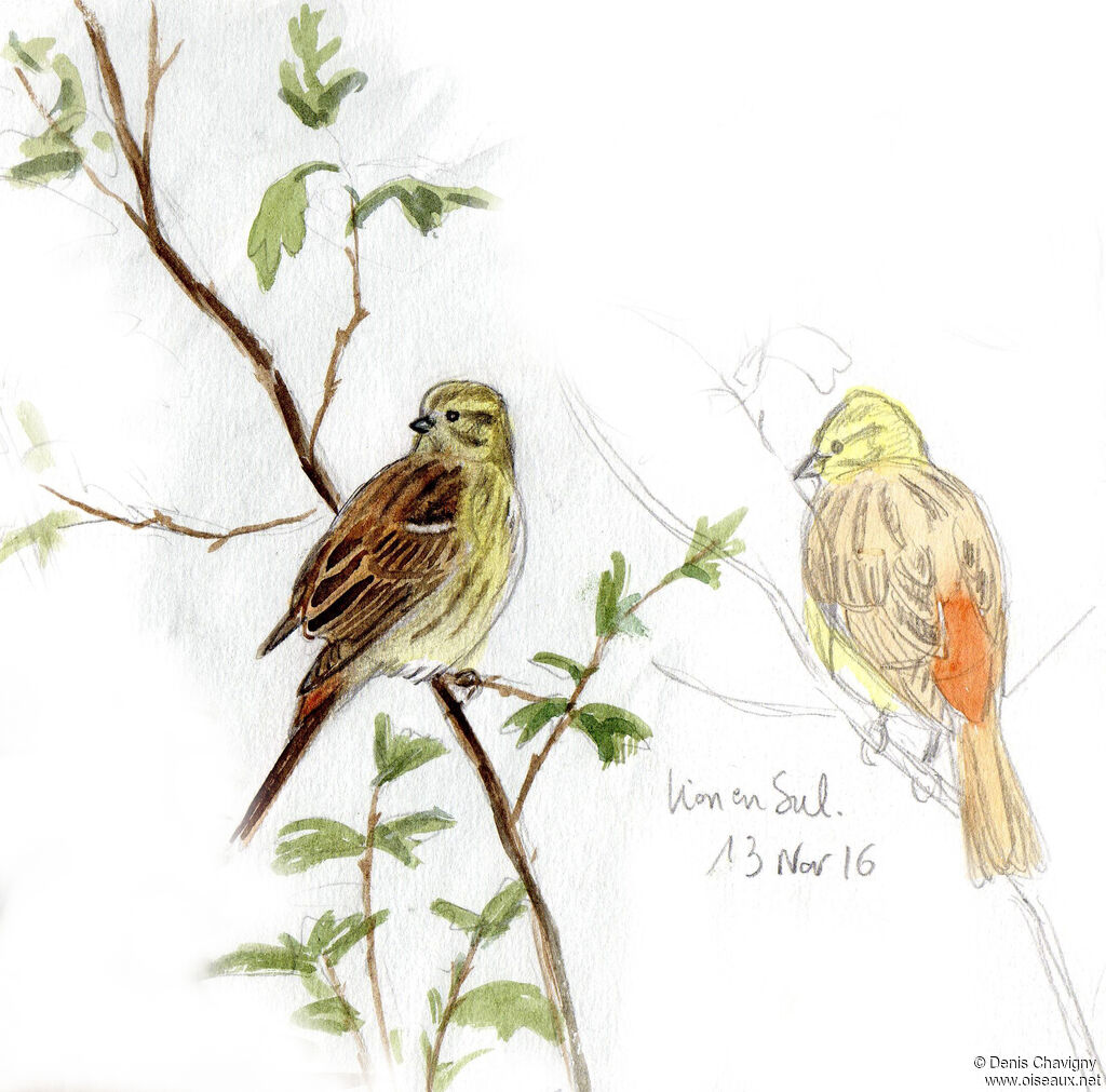 Yellowhammer female adult post breeding