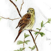 Yellowhammer