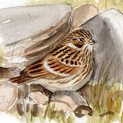 Lapland Longspur