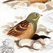 Ortolan Bunting