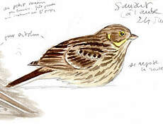 Ortolan Bunting