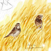 Corn Bunting