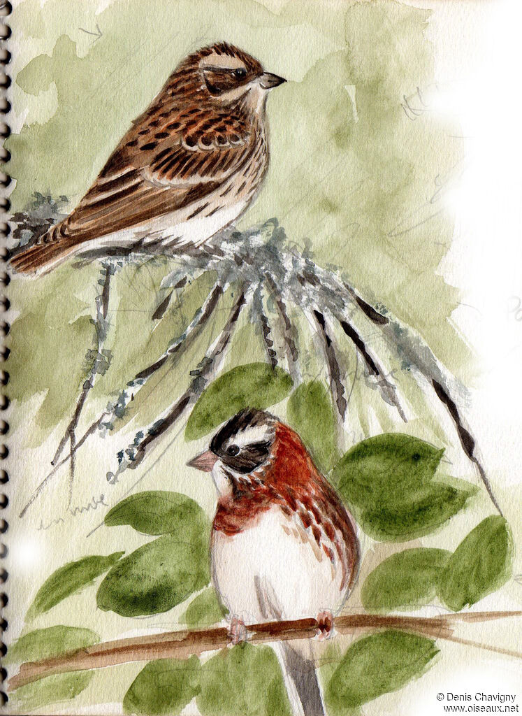 Rustic Bunting