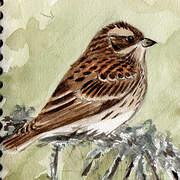 Rustic Bunting