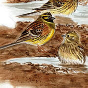 Cirl Bunting