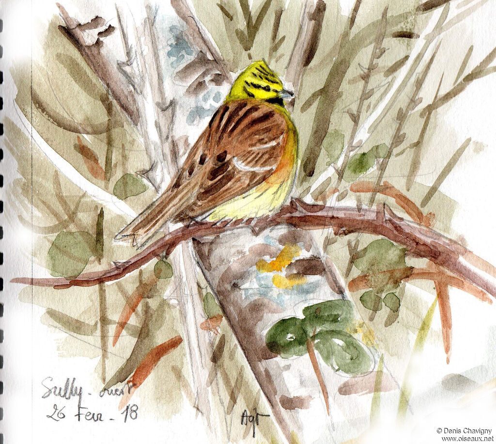 Cirl Bunting male adult, identification