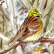 Cirl Bunting