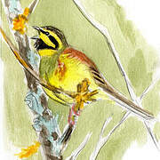 Cirl Bunting