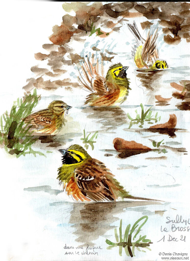 Cirl Bunting, care