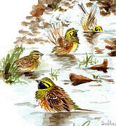 Cirl Bunting