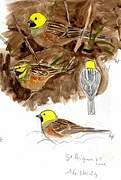 Cirl Bunting