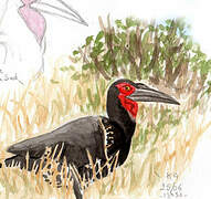 Southern Ground Hornbill