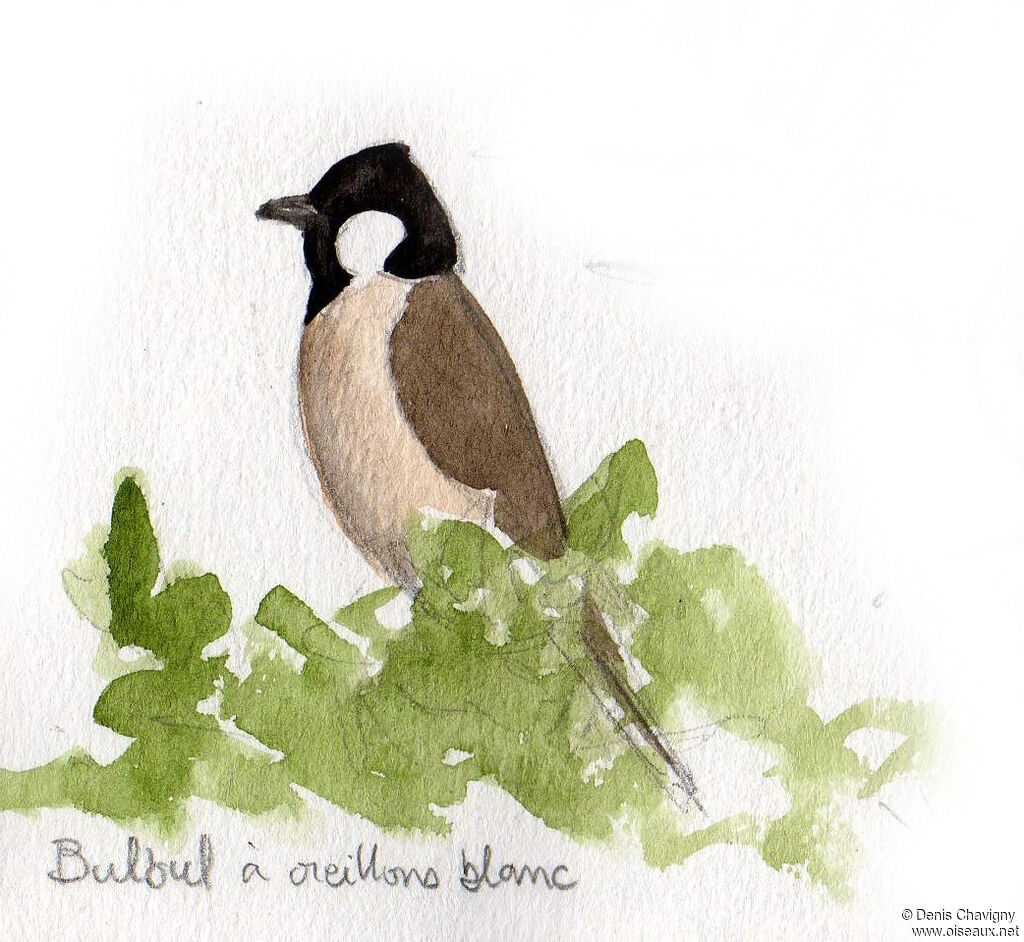 White-eared Bulbul