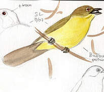 Yellow-bellied Greenbul