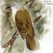 Yellow-streaked Greenbul