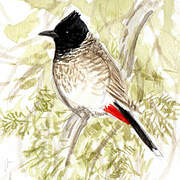 Red-vented Bulbul