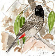 Red-vented Bulbul