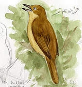 Sombre Greenbul