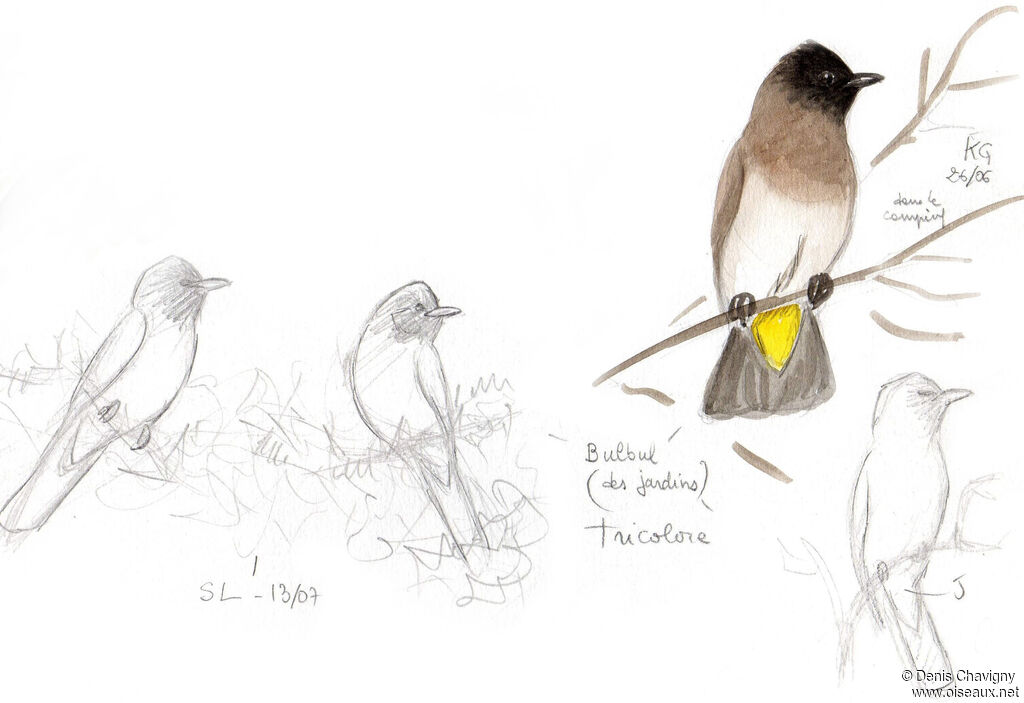 Dark-capped Bulbul