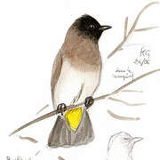 Dark-capped Bulbul