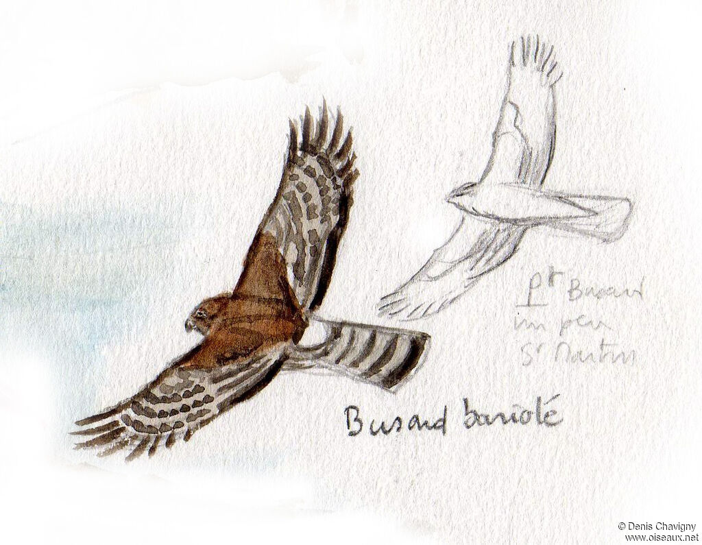 Cinereous Harrier female, Flight