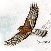 Cinereous Harrier