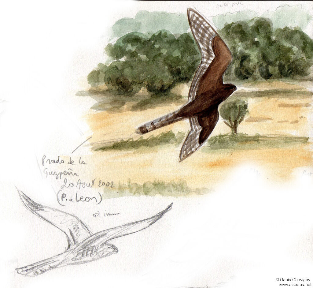 Montagu's Harrier, Flight