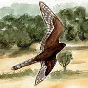 Montagu's Harrier