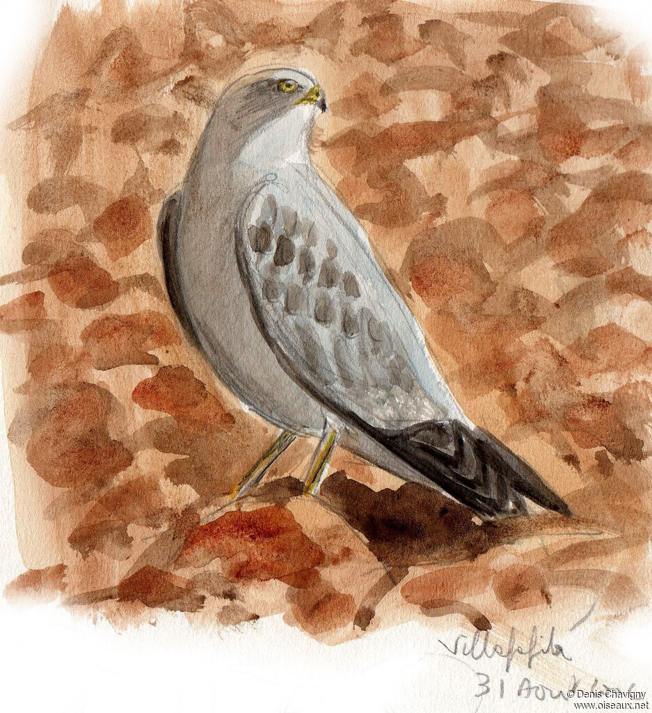 Montagu's Harrier male subadult, habitat