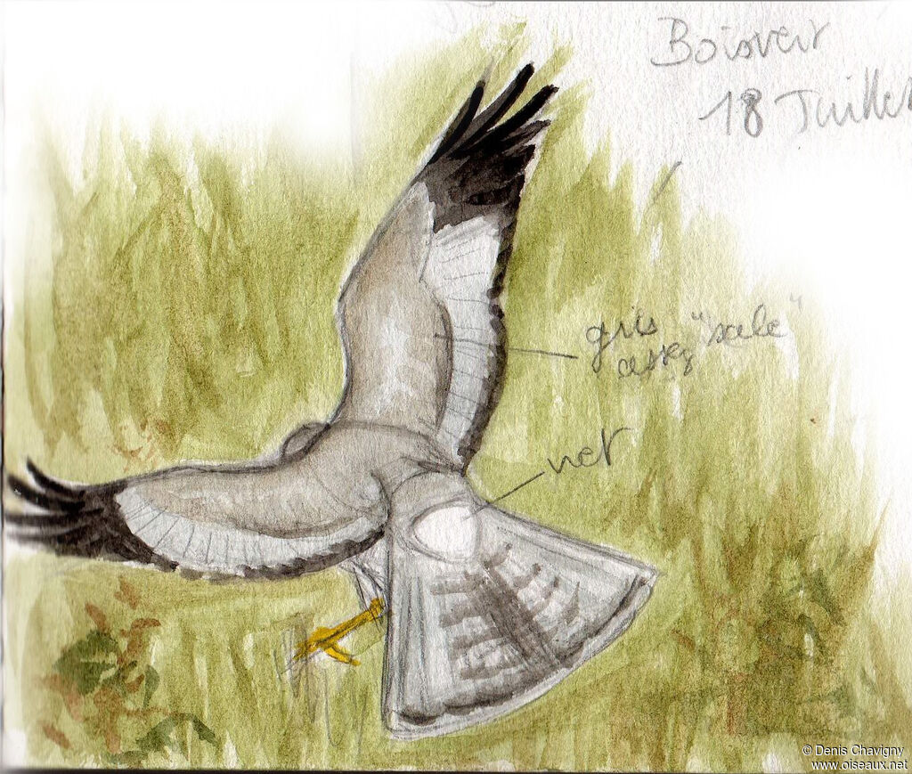 Northern Harrier male, Flight