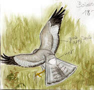 Northern Harrier